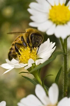 bee.jpg