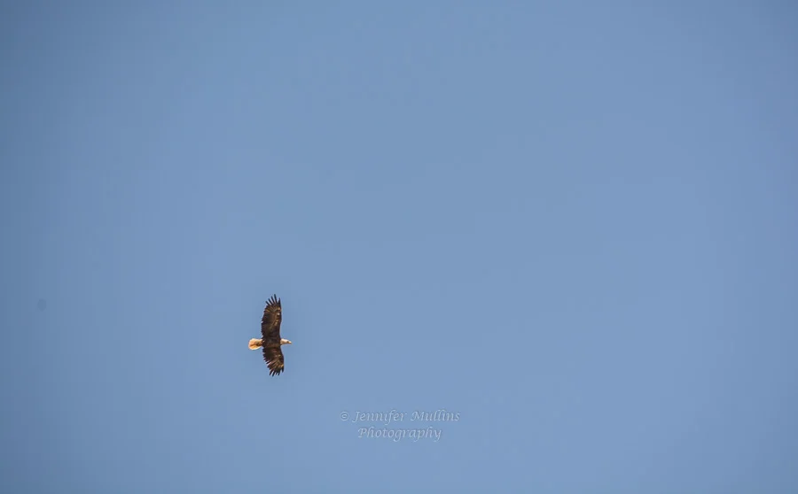 DSC_9722.jpg