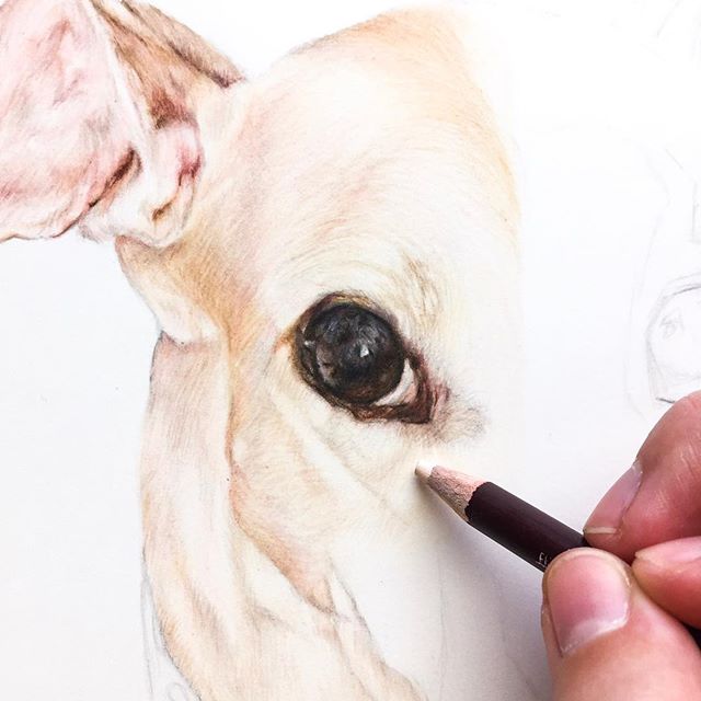 Around 15 different pencils were used to create this greyhound’s eye 👁