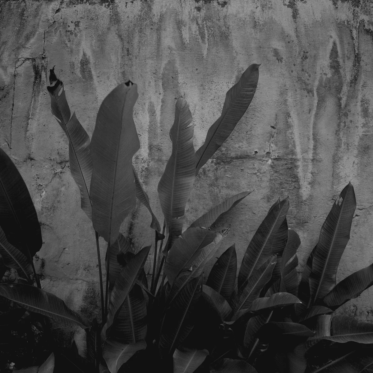 plant wall.jpg