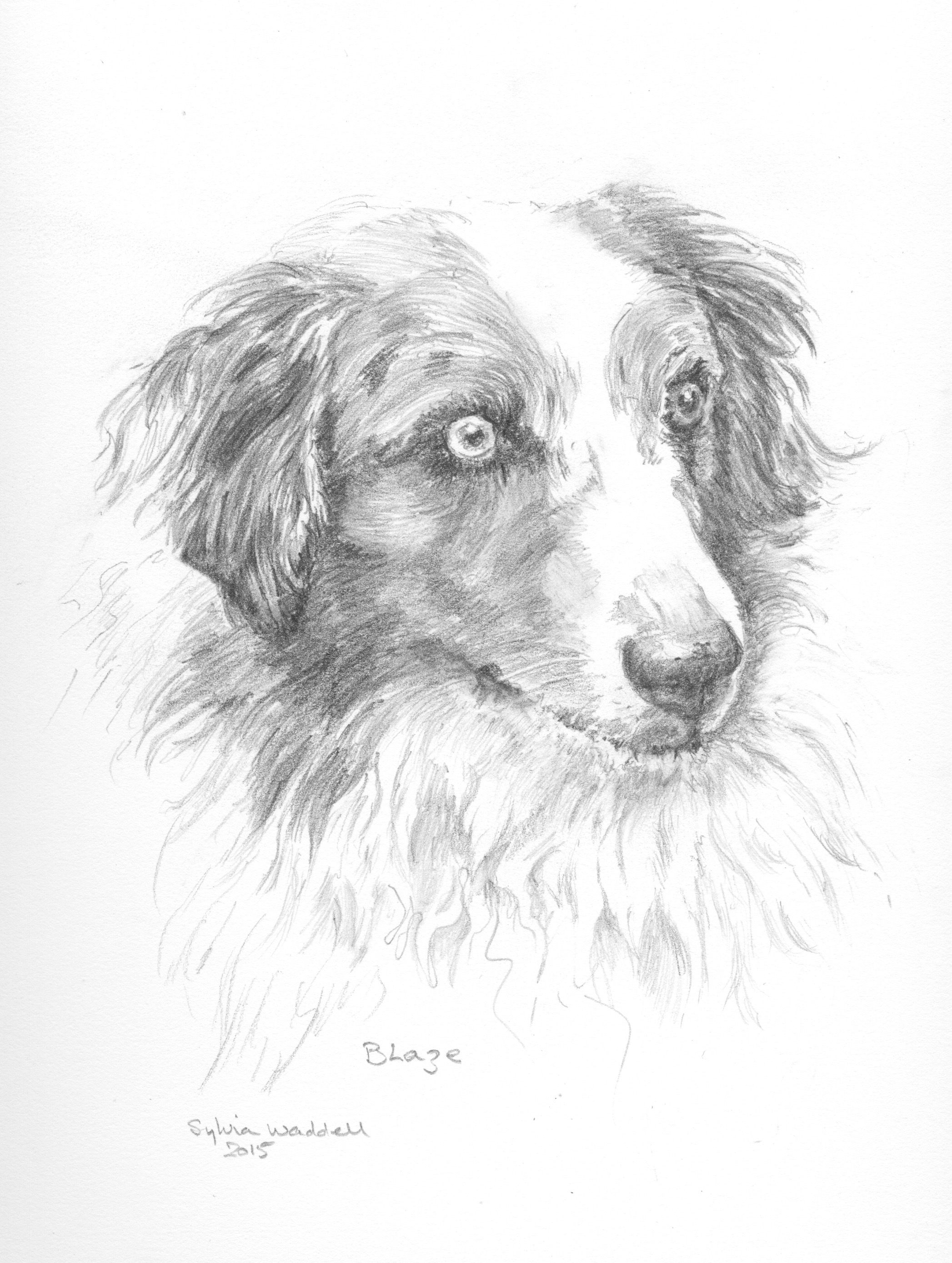 Portrait of Blaze, graphite