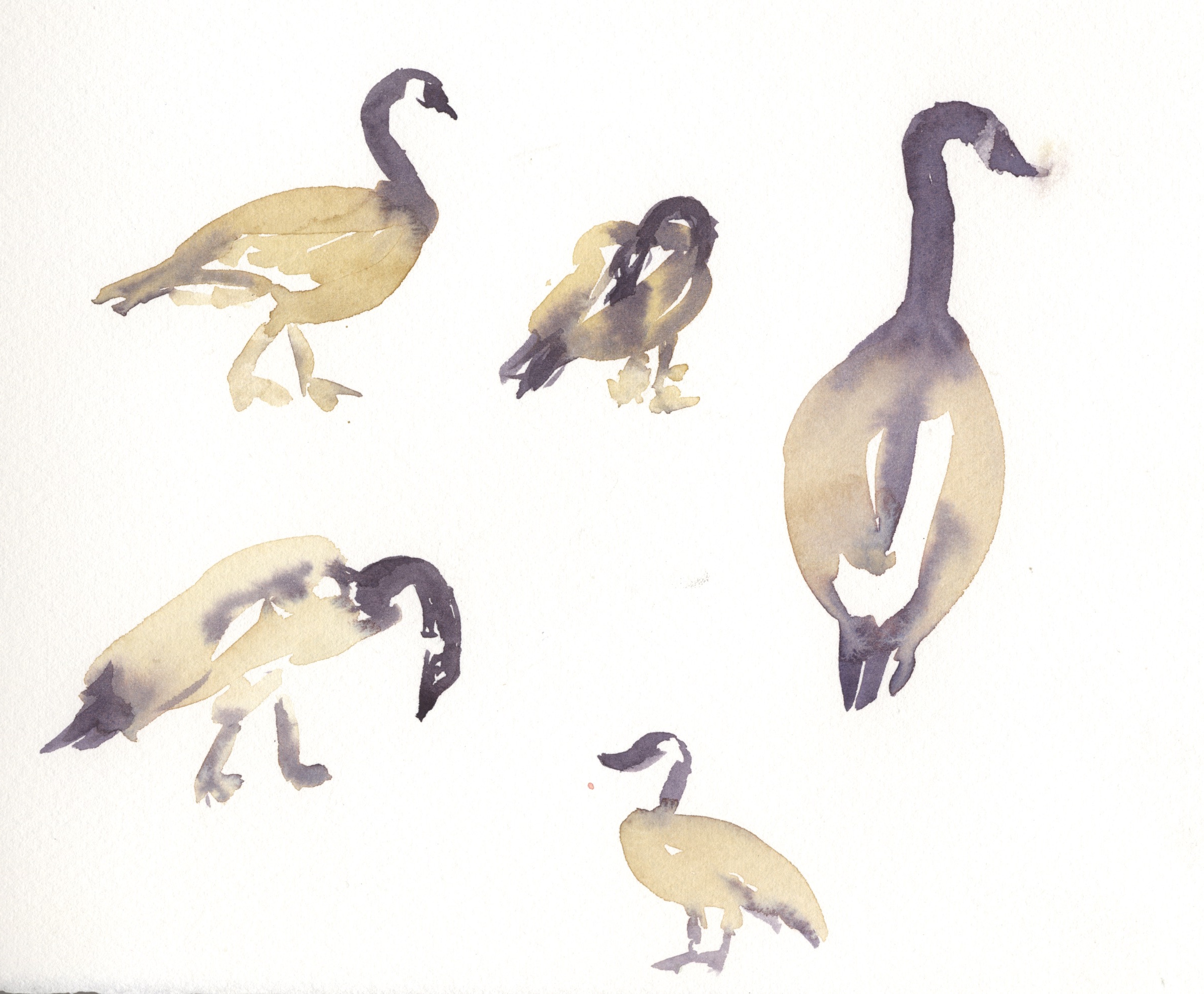 Gesture paintings - Geese