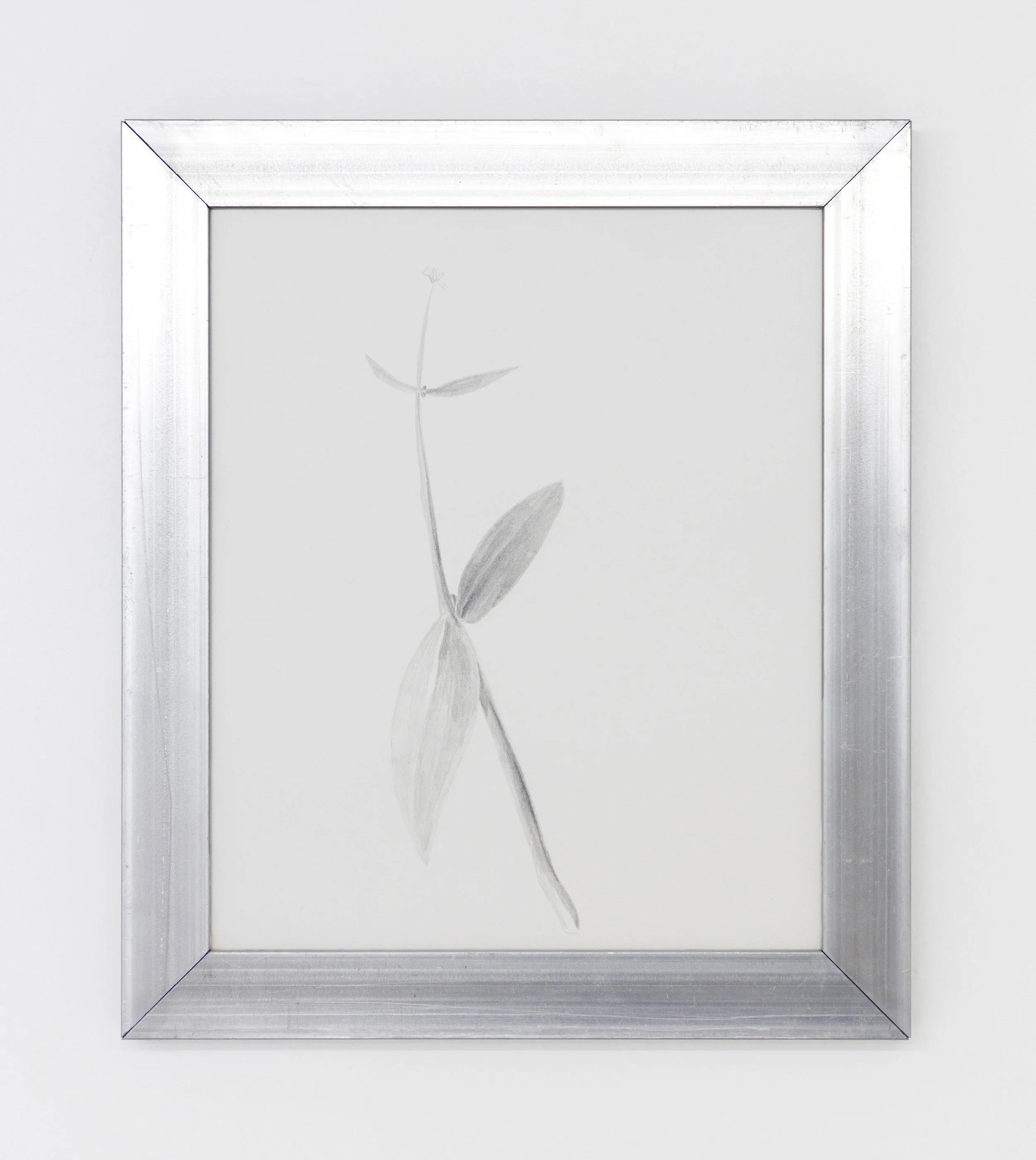 To Elvira, Graphite drawing on Rosaspina paper