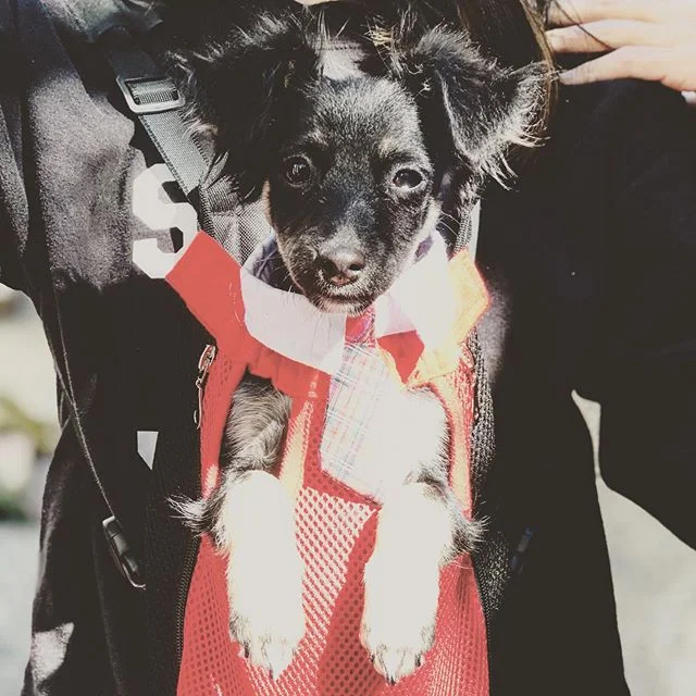 My son is running for President, and he&rsquo;d like your vote. #happyhalloween