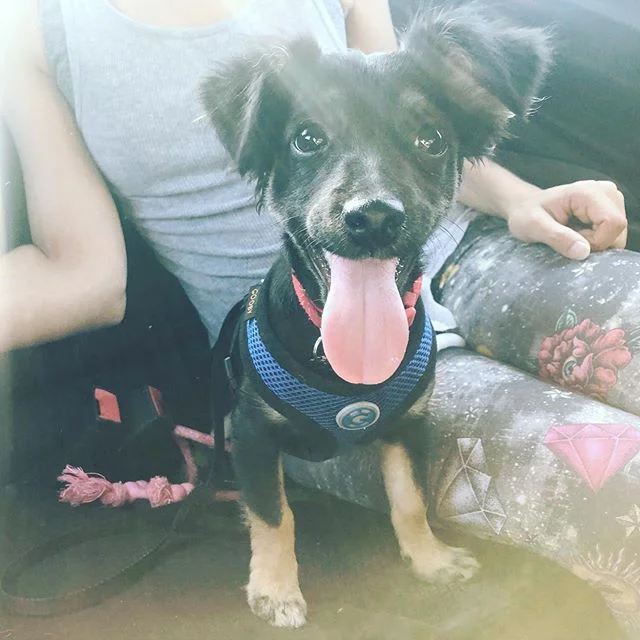 Happy Pup 🐶❤️ @myfriendadri