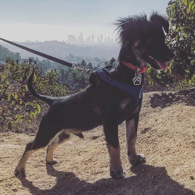 Marlo: Puppy in the City