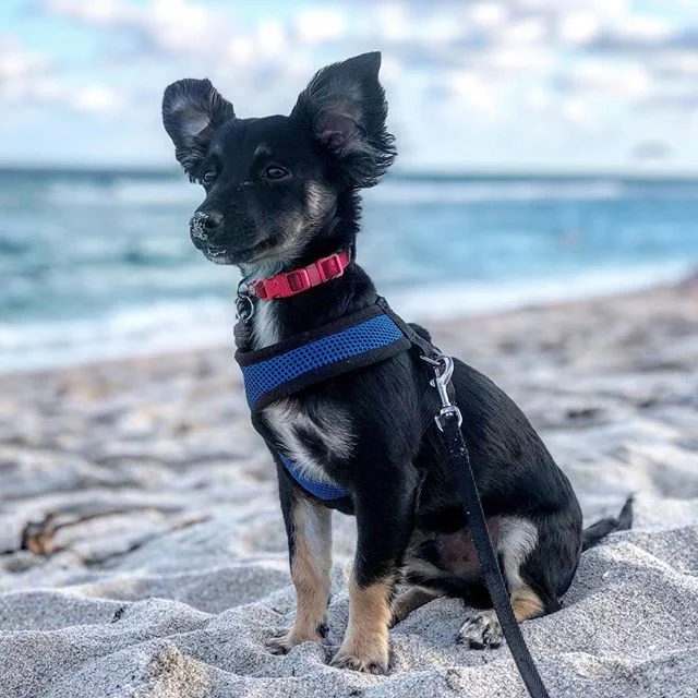 Beach Buddy @myfriendadri