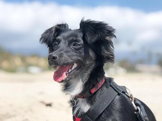 A good boy, in all his furry glory
@myfriendadri