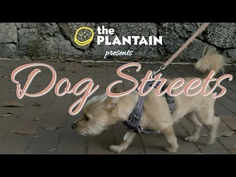 Dog Streets!