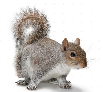 Eastern Gray Squirrels: Managing and Preventing Attic Damage - Alabama  Cooperative Extension System