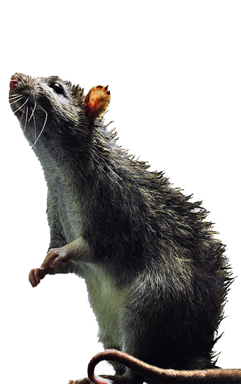 Rat Removal in Clearwater servicing Tampa, FL and surrounding counties