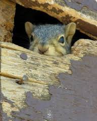 Squirrels in Attic — Rapid Rodent Removal