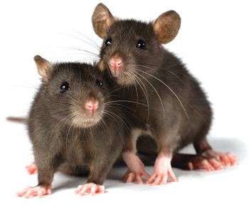 5 Rodent Facts You Need From Your Rodent Removal Service In Frisco
