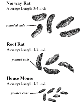 How to tell what Risks & Health Issues Caused by Rodent Feces