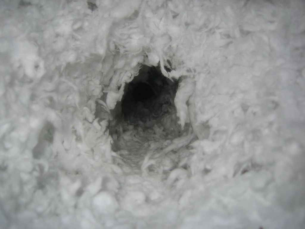 Rat Burrow