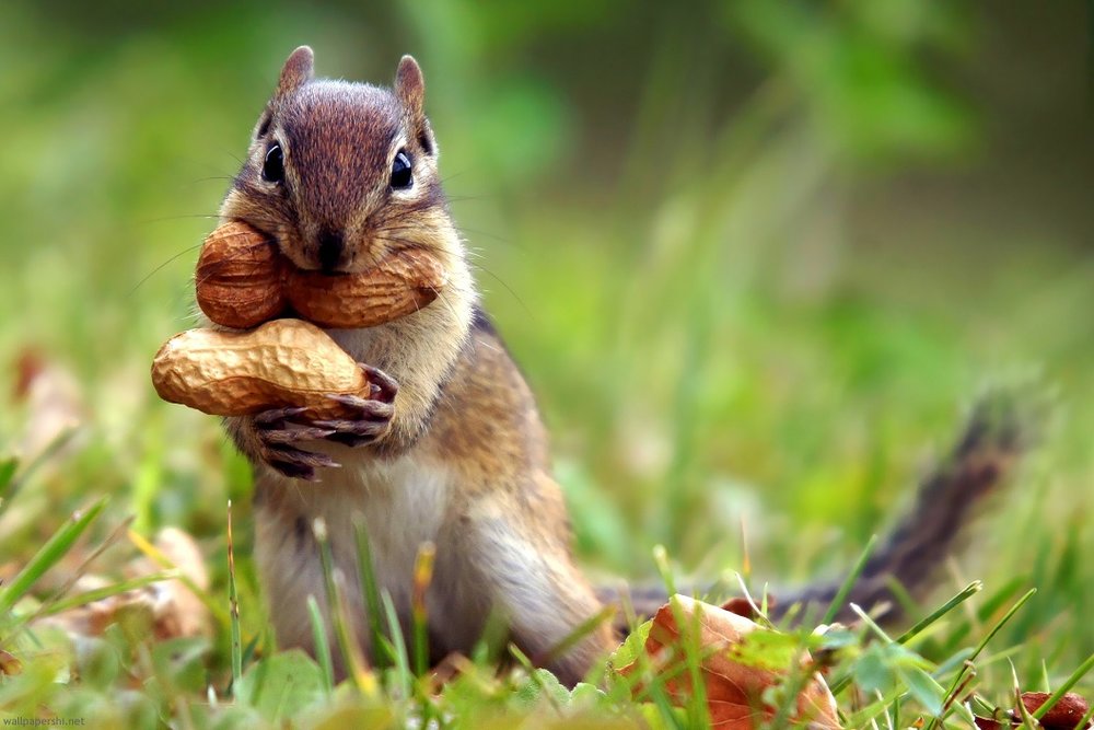 Squirrels FAQ — Rapid Rodent Removal