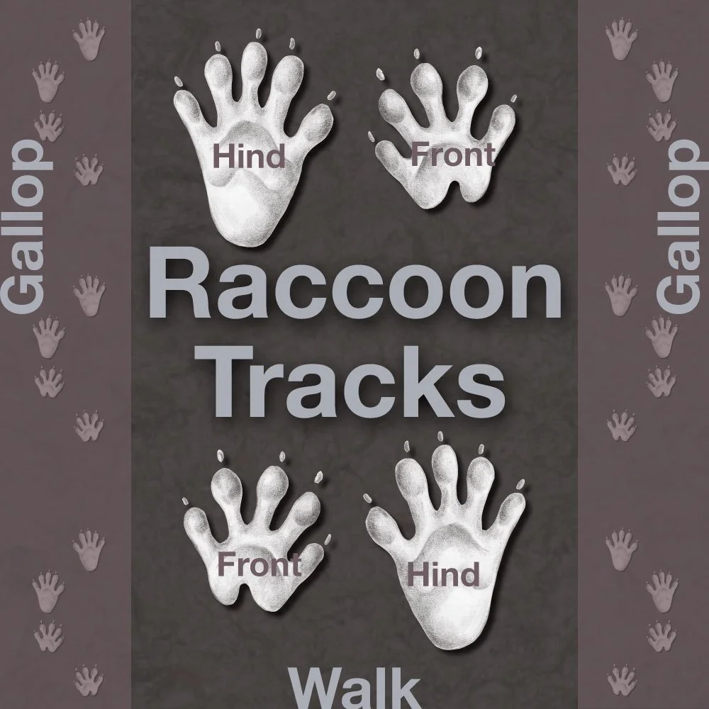 Raccoon Faq — Rapid Rodent Removal