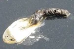 Backyard Animal Poop Identification — Rapid Rodent Removal