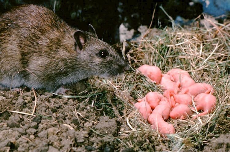  Kat Sense Rat Mouse Traps for House - Heavy Duty