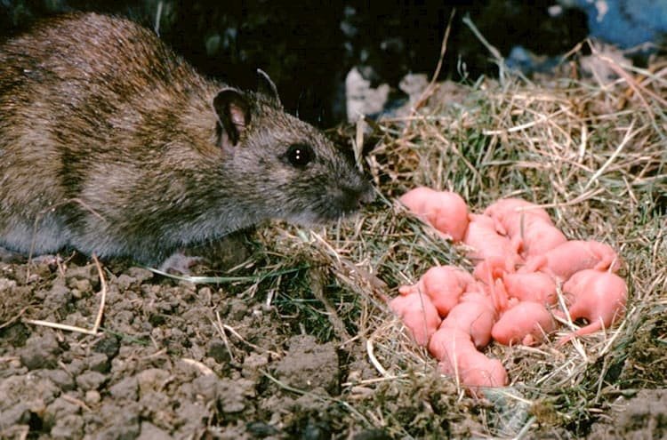 Trash is the biggest factor in rat infestations, researchers say