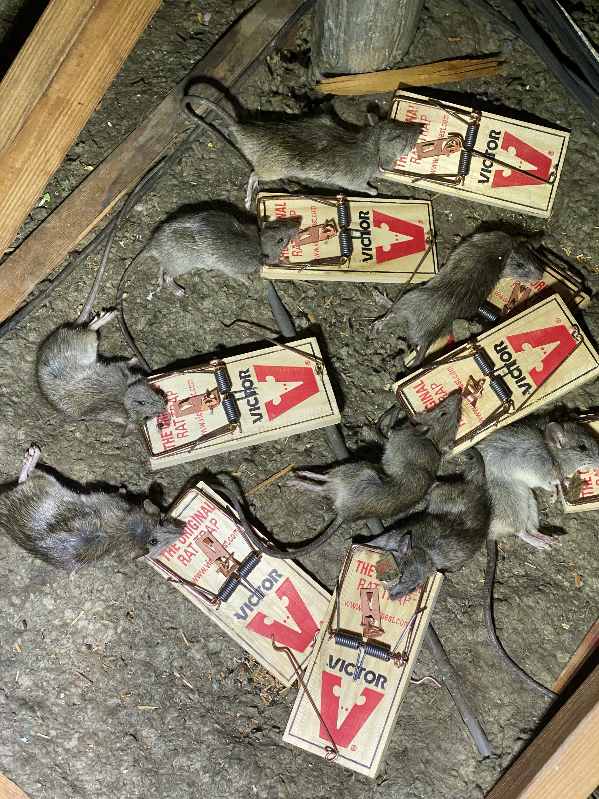 BP shows off carcasses of 90 'humanely' killed rats, calls for more of them