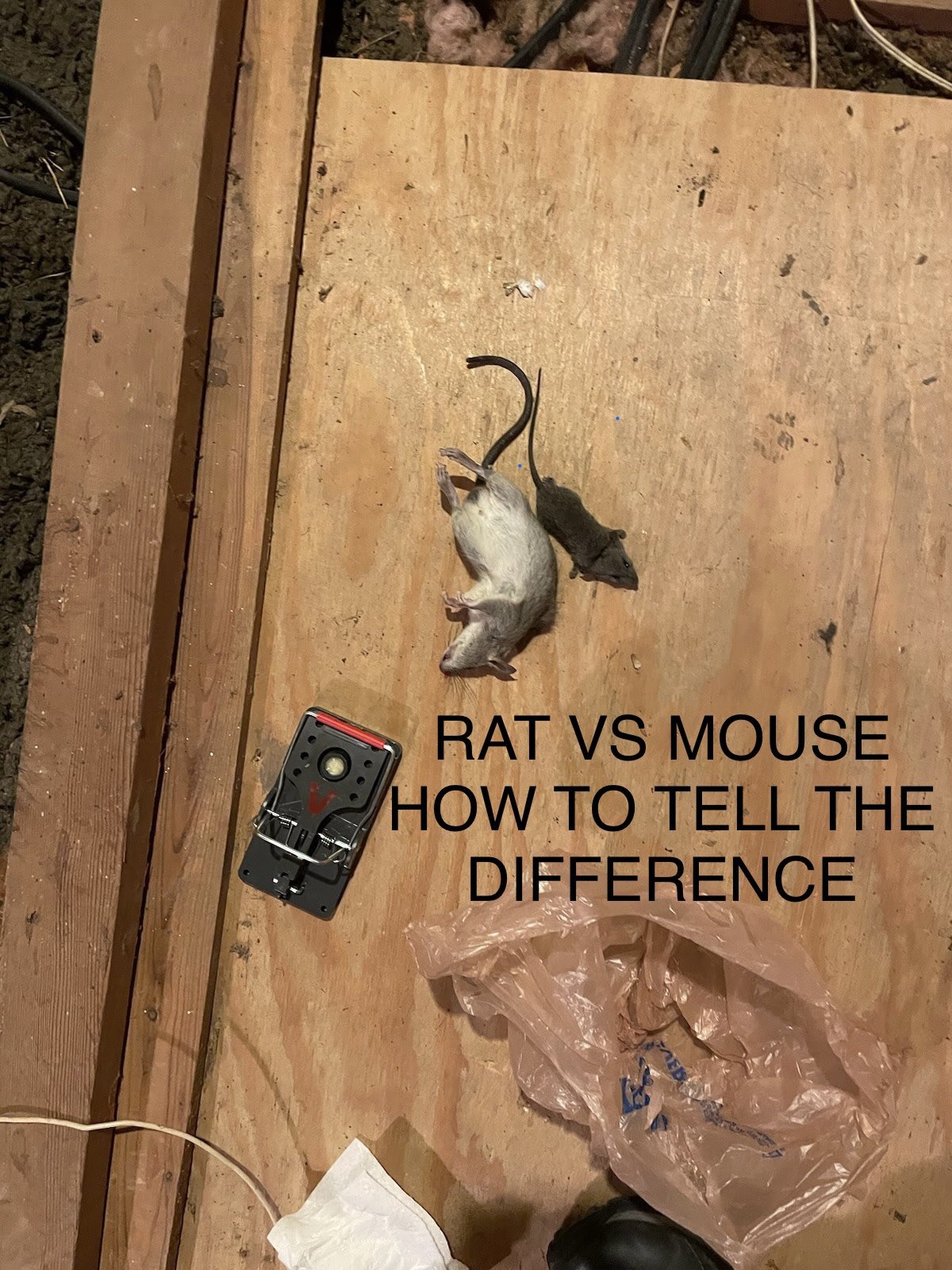 Uitgaand kans Onaangenaam Rat vs Mouse: Pictures - Size, Poop, Behavior -How to tell difference  between Rats and Mice vs Rats — Rapid Rodent Removal