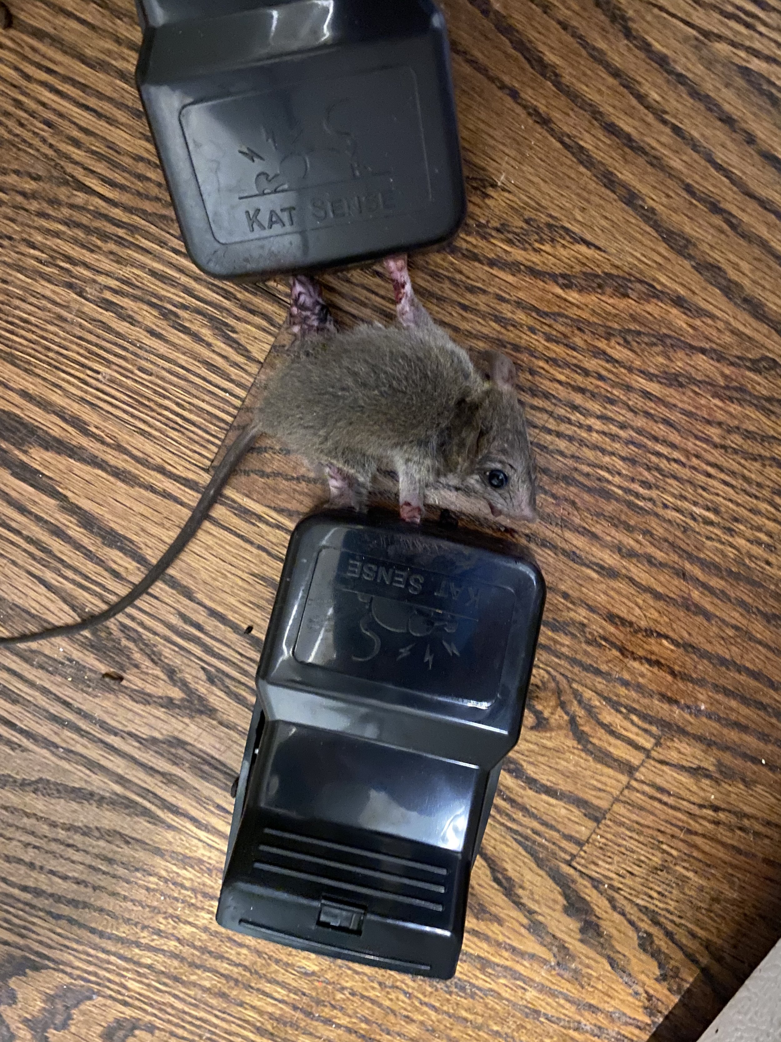 Kat Sense Pest Control Rat Traps & Mouse Traps for Instant Kill