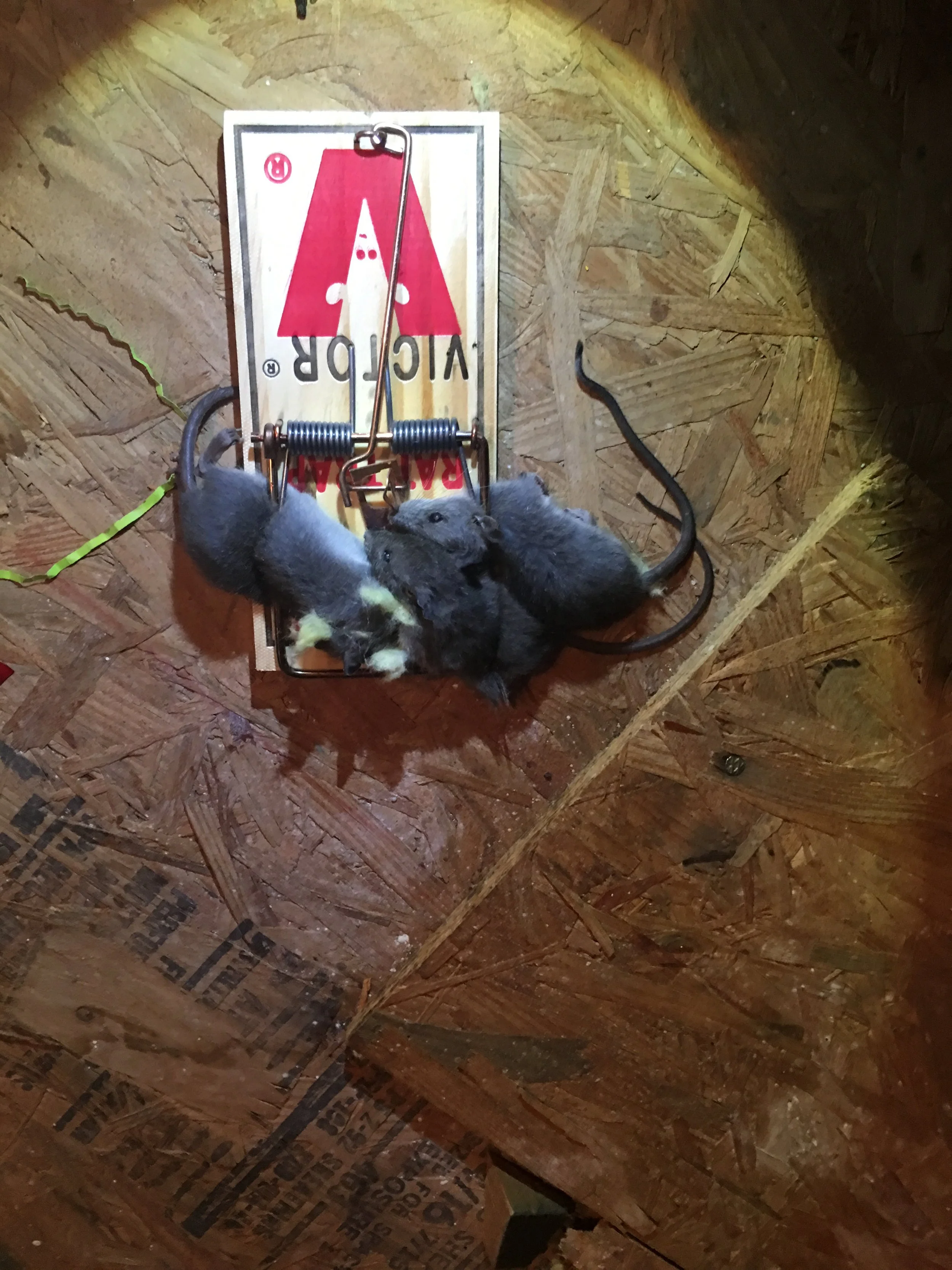 How to get rid of Rats in the Attic ! Effective Techniques for Getting Rid of Rats in the attic