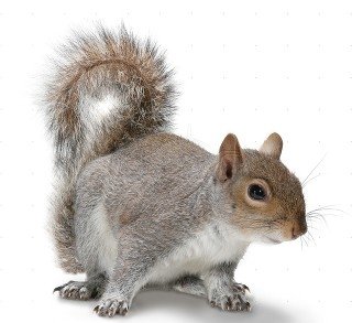 Squirrel Sounds and Noises — Rapid Rodent Removal