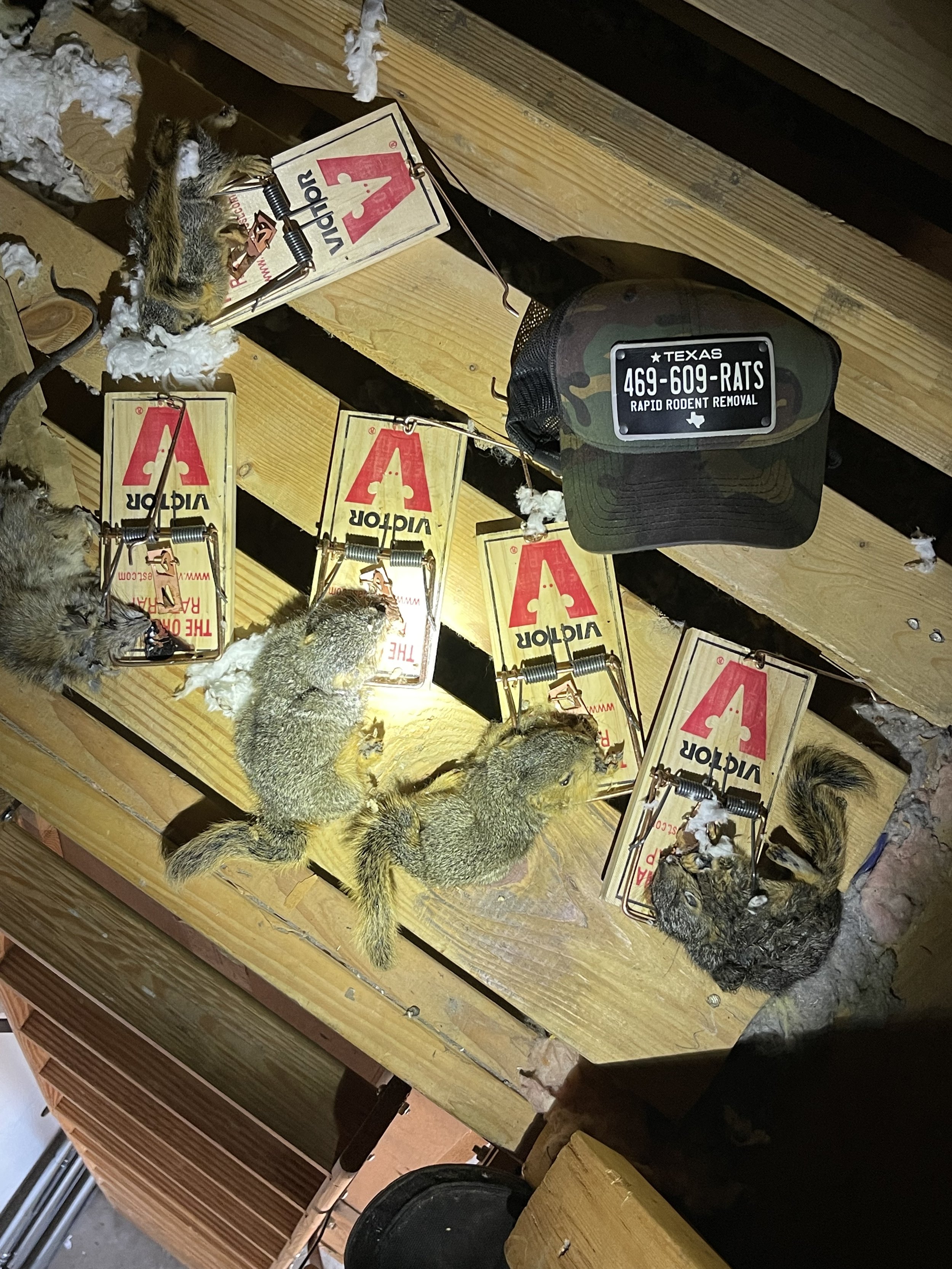 How to remove squirrel in the attic