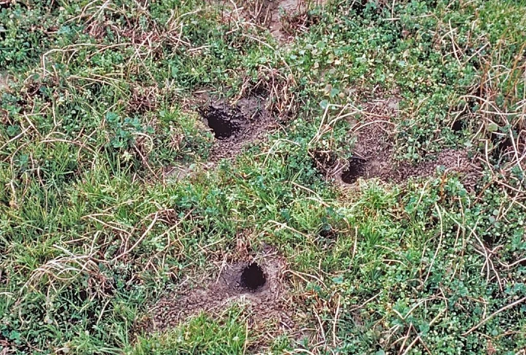 How to get rid of rats outside — Rapid Rodent Removal