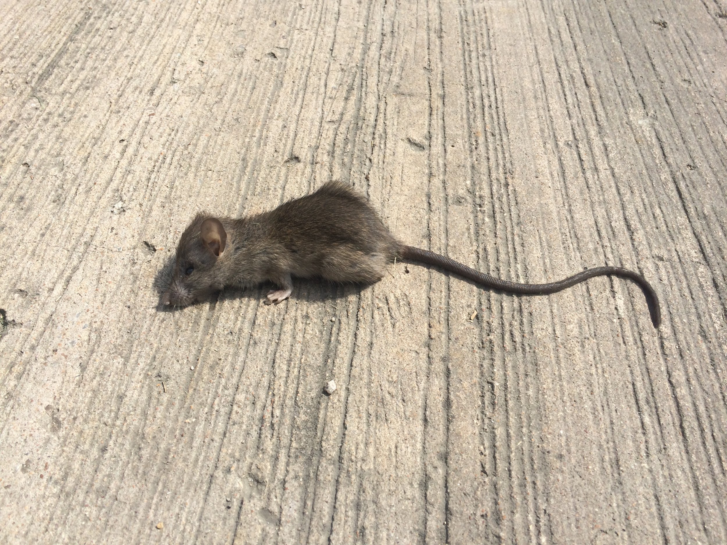 Mouse Traps Alone Won't Solve Your Mouse Problem