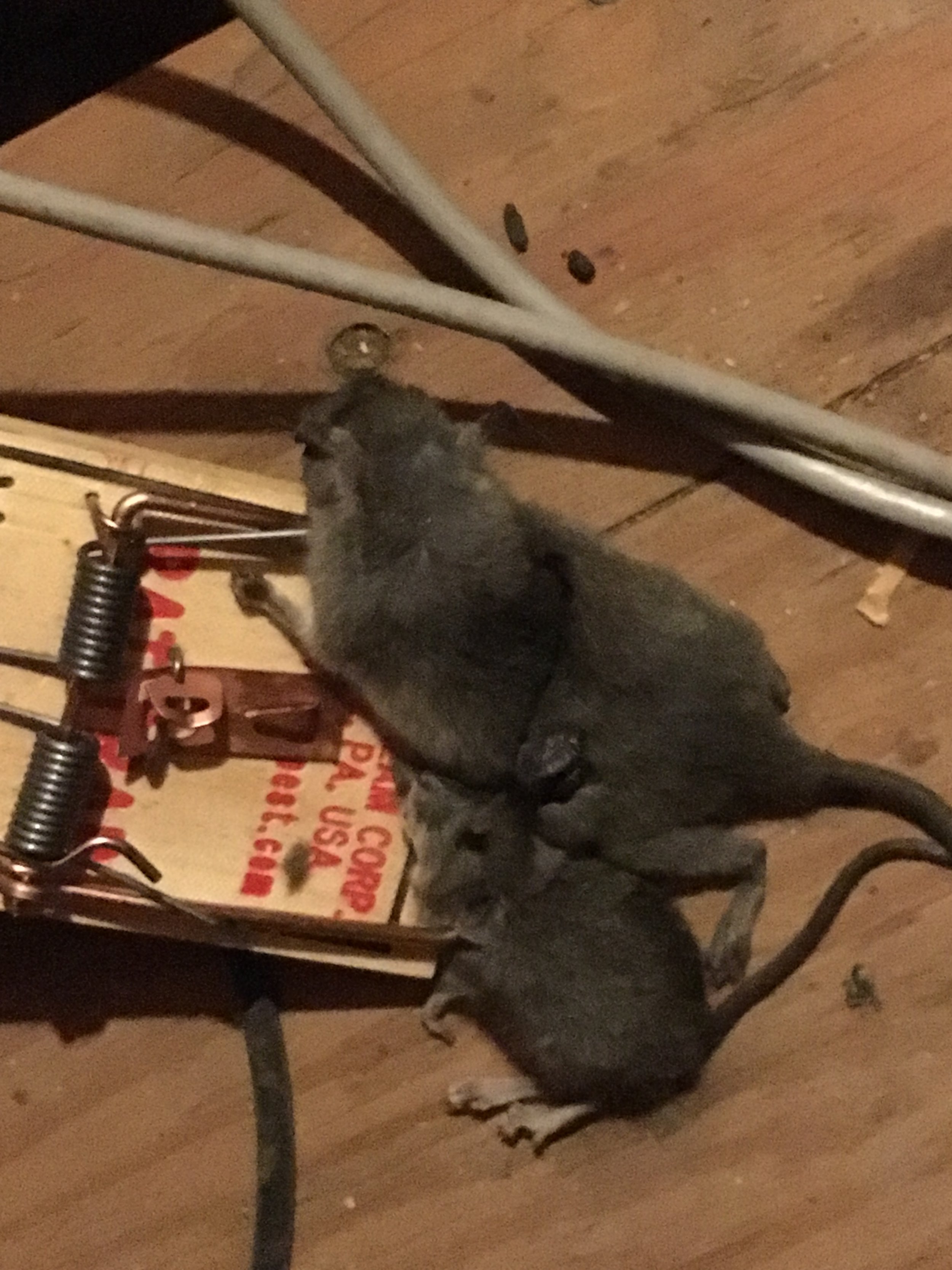 Best Steps to Do ASAP to Get Rid of Basement Rats