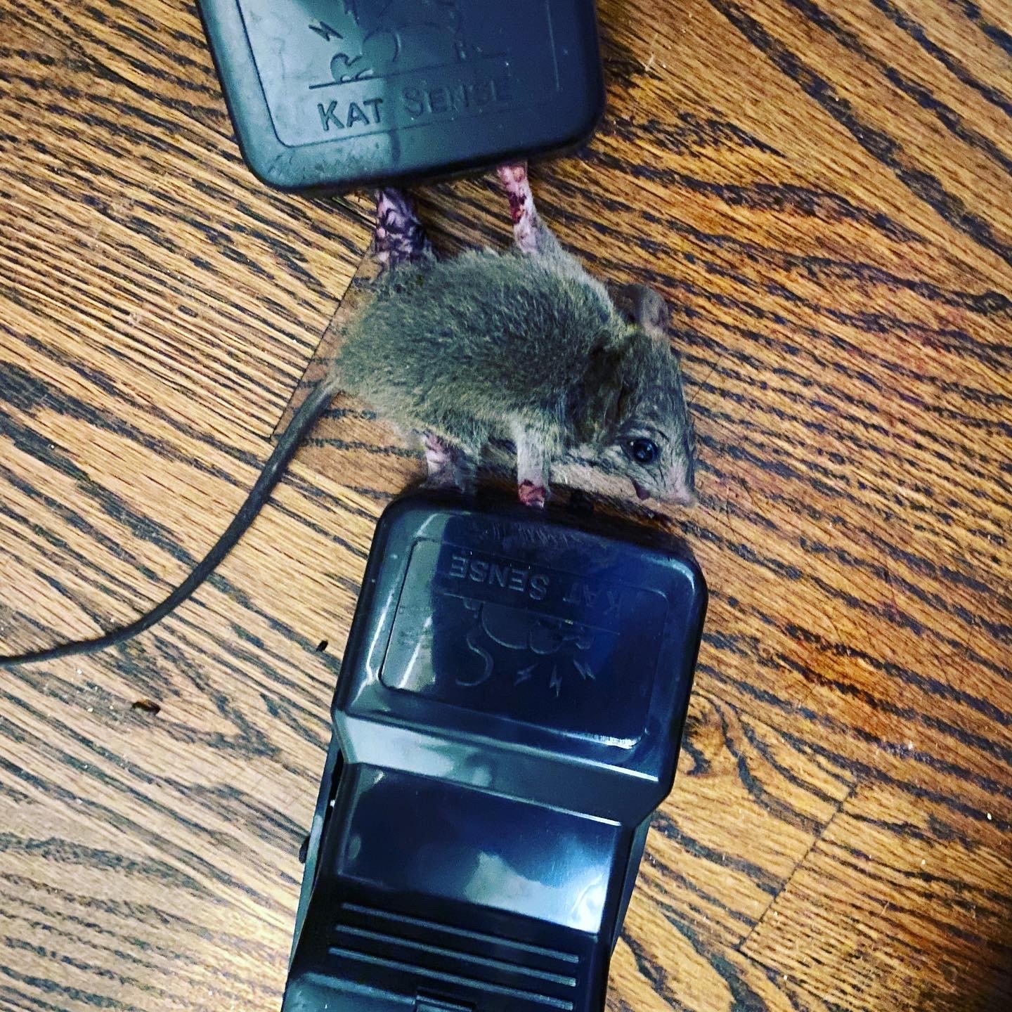 High Sensitive Mouse Trap Box Rat Mice Bait Station Pest Trap Humane Live  Cage Trap Rat Repellent Poison Blocks Rodent Control Mice Hamsters Mole  Killer 