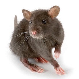 Rat Sounds and Noises — Rapid Rodent Removal