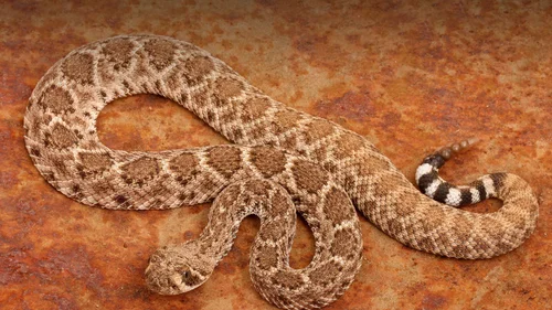 Rapid Rattle Rattlesnake — Rapid Rodent Removal