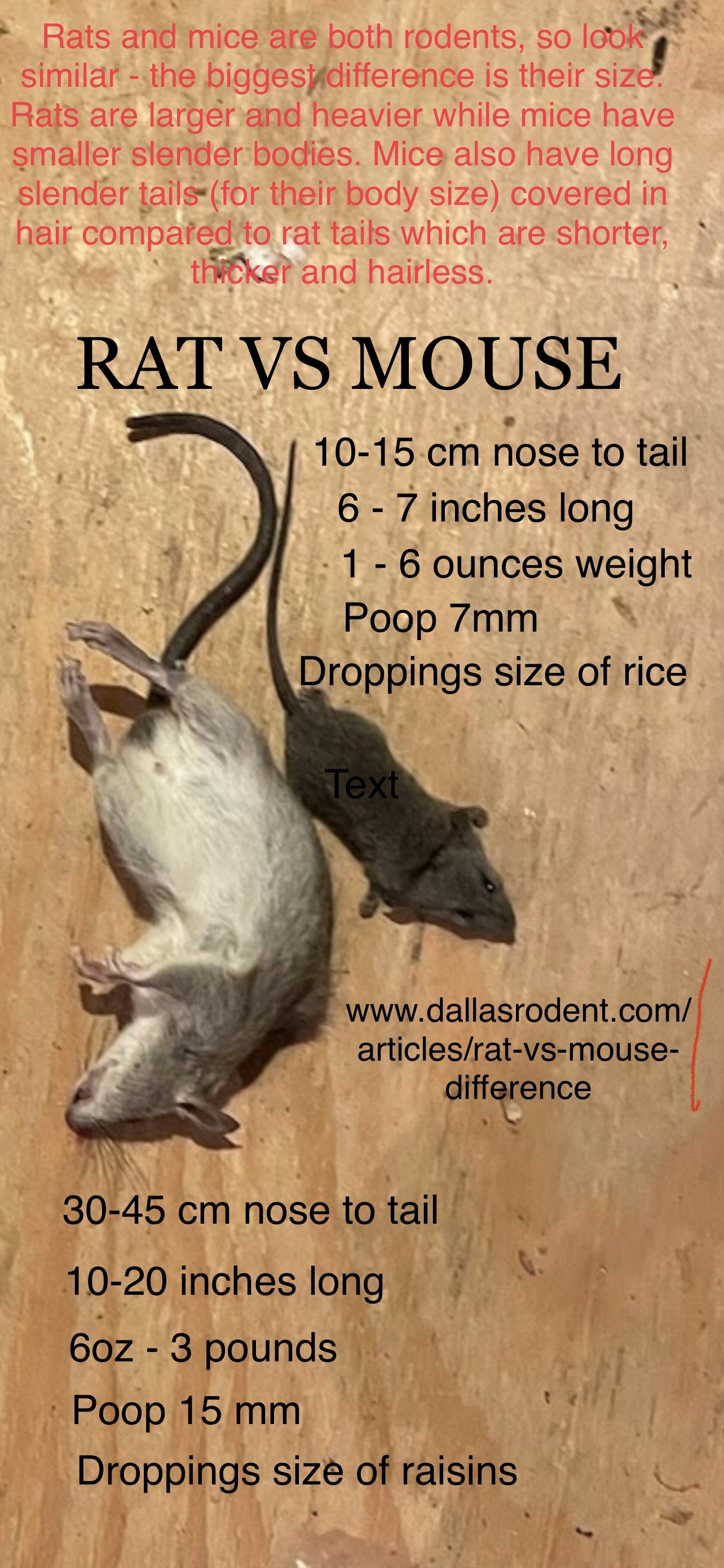 Rat vs Mouse: Pictures - Size, Poop, Behavior -How to tell difference  between Rats and Mice vs Rats — Rapid Rodent Removal