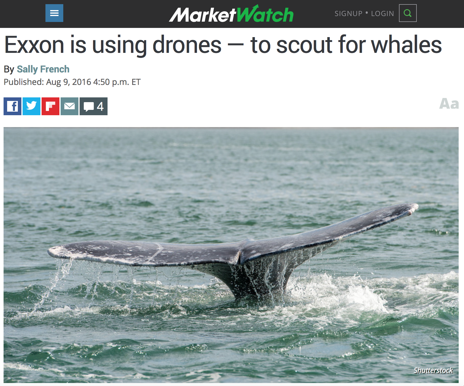 The article, by SallyFrench , describes a two-week effort to monitor gray whale migration in California (photo by Shutterstock).