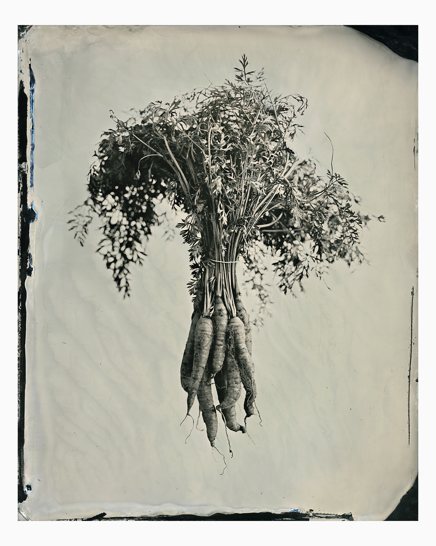 carrots_final_24x30_print_web.jpg