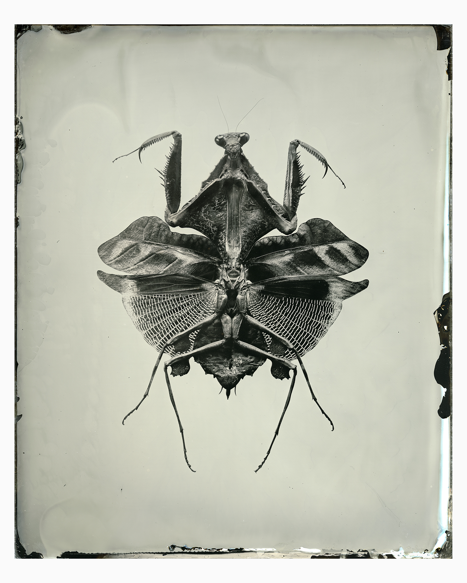 web_16x20_mantis_glass_second_worked_printbig.jpg