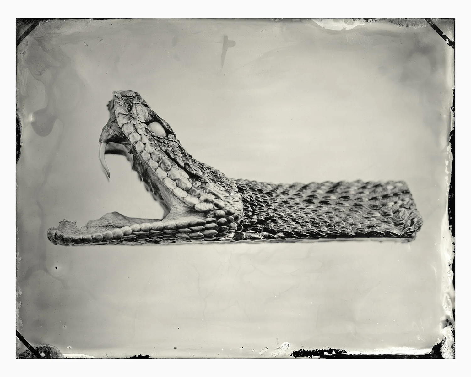 24x30_pick_tintype_web.jpg