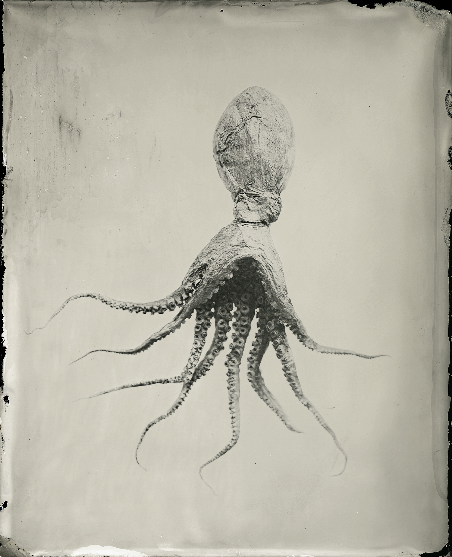 8x10_24x30_borders_printoctopus_tintype009_2 copy copy_sec.jpg