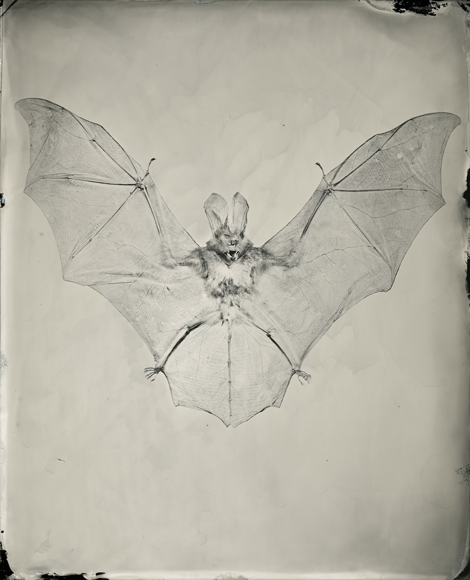 24x30_BIG_bat_8x10_tintype008_printtest_sec.jpg