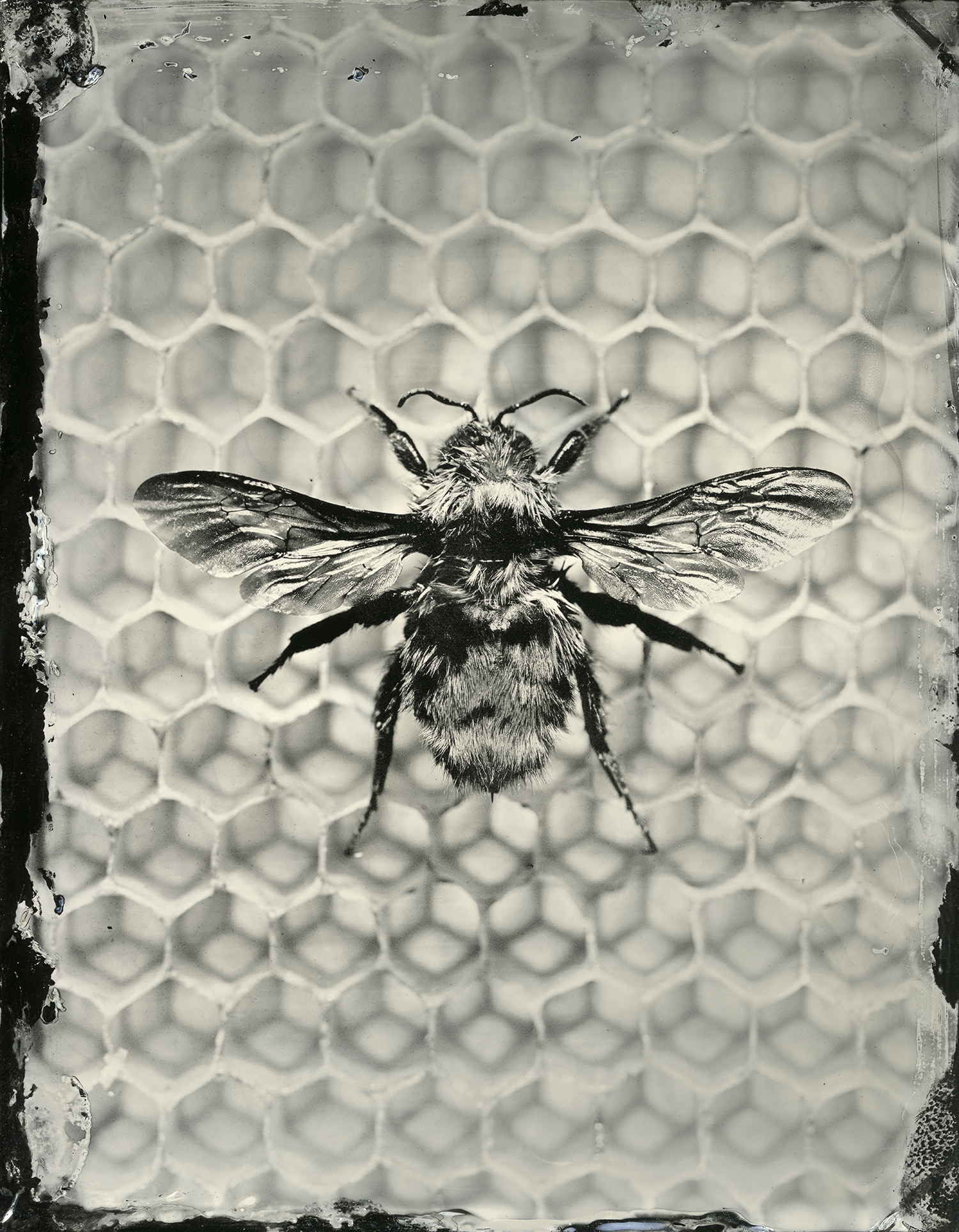 bee_tintype_24x30_sec.jpg