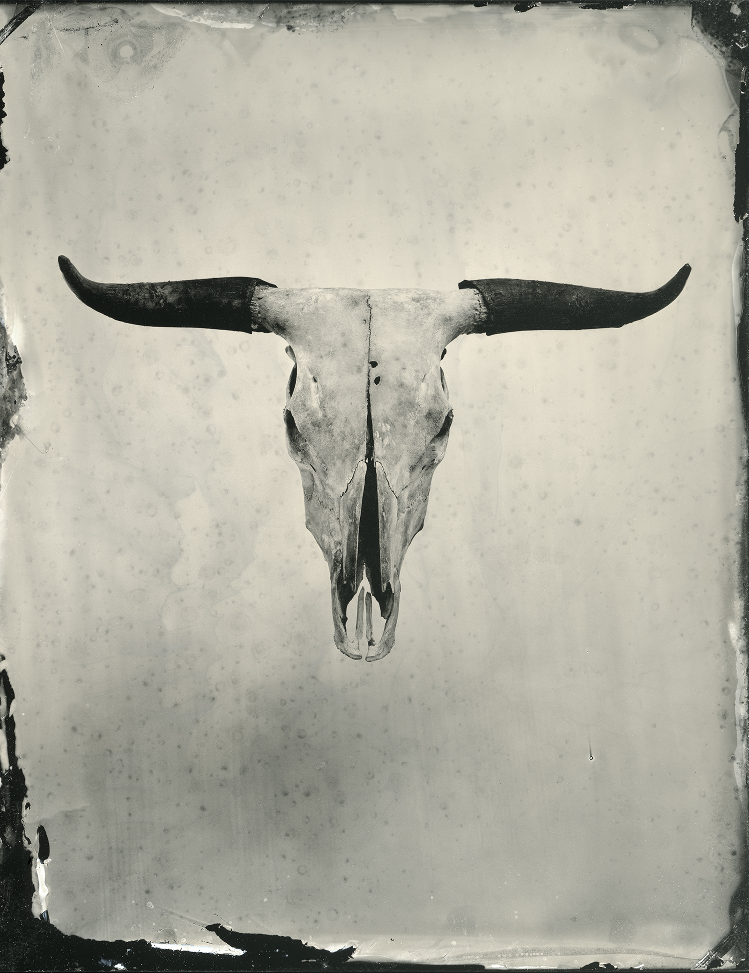 bull_tintype015_crop_center_sec.jpg