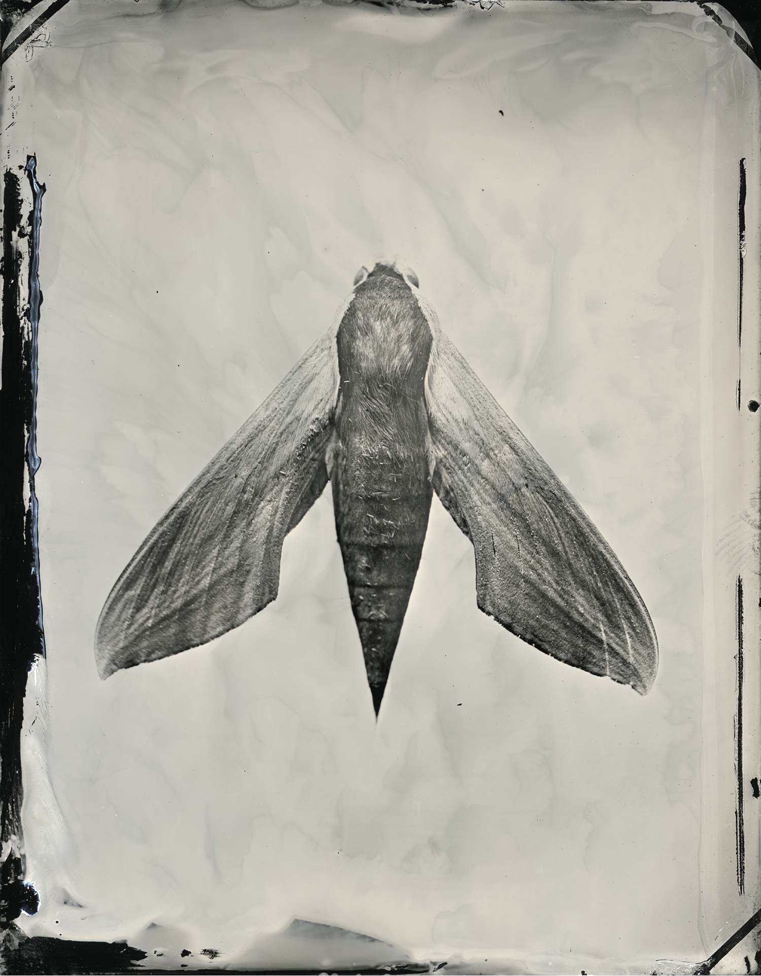 moth_prime_final_24x30_print_sec.jpg