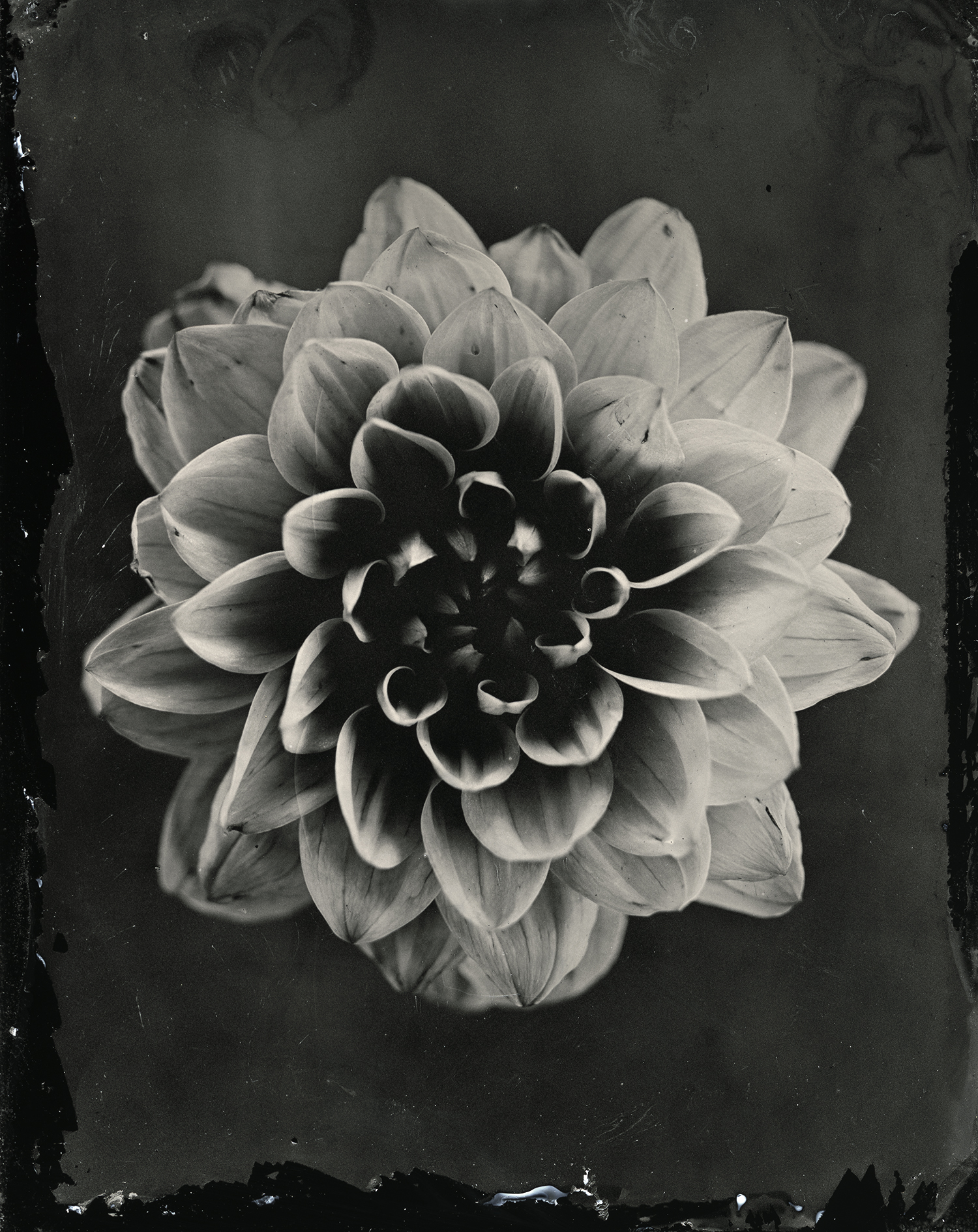 dahlia 1_work_24x30_web.jpg