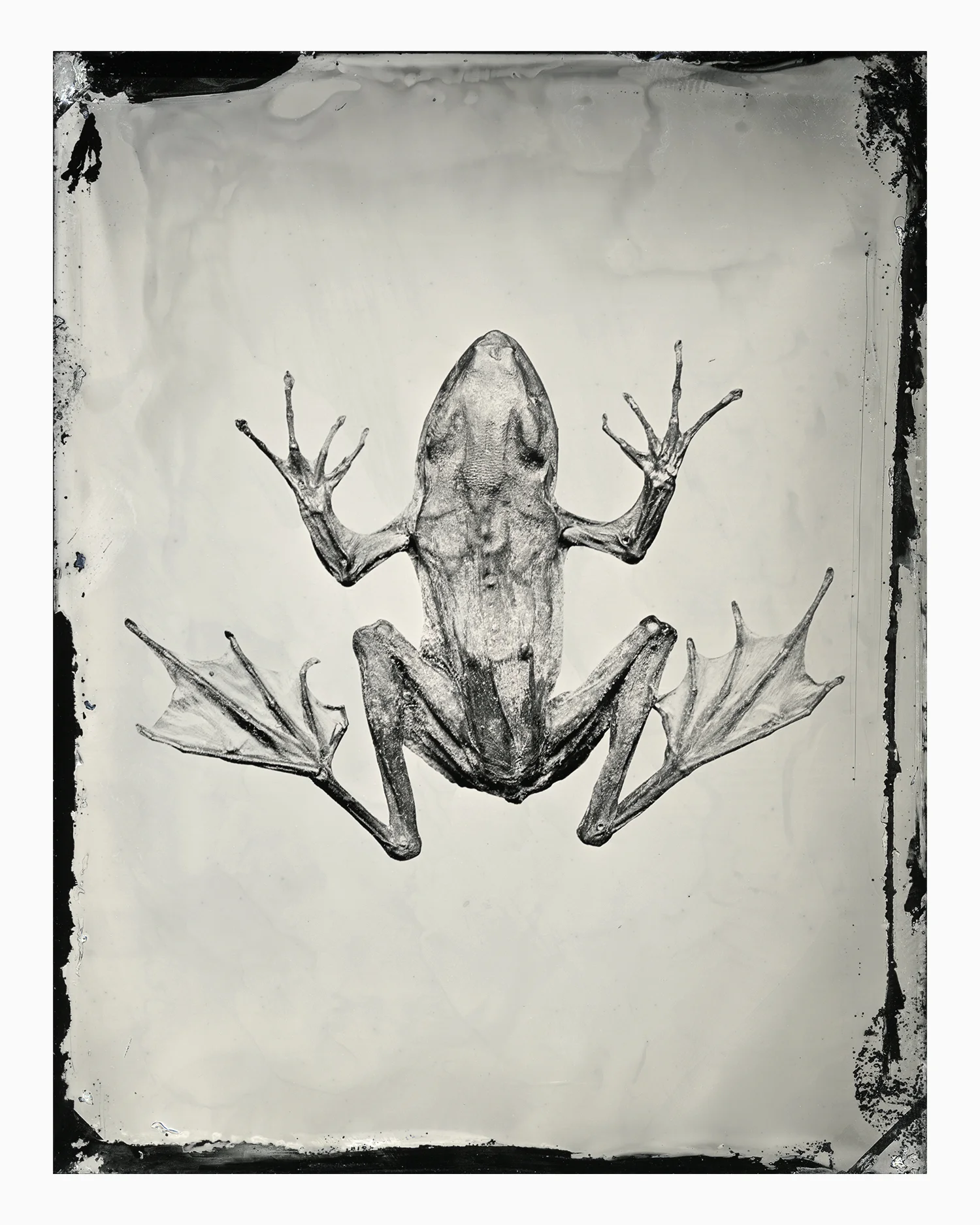 ccccc_web_16x20_Big_frog_old_collodion 2.jpg