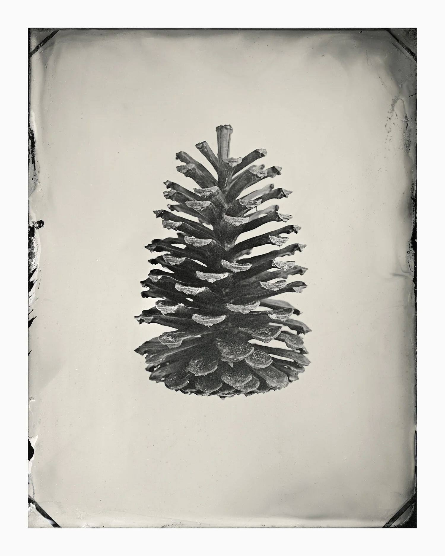 web_24X30_work_pinecone.jpg