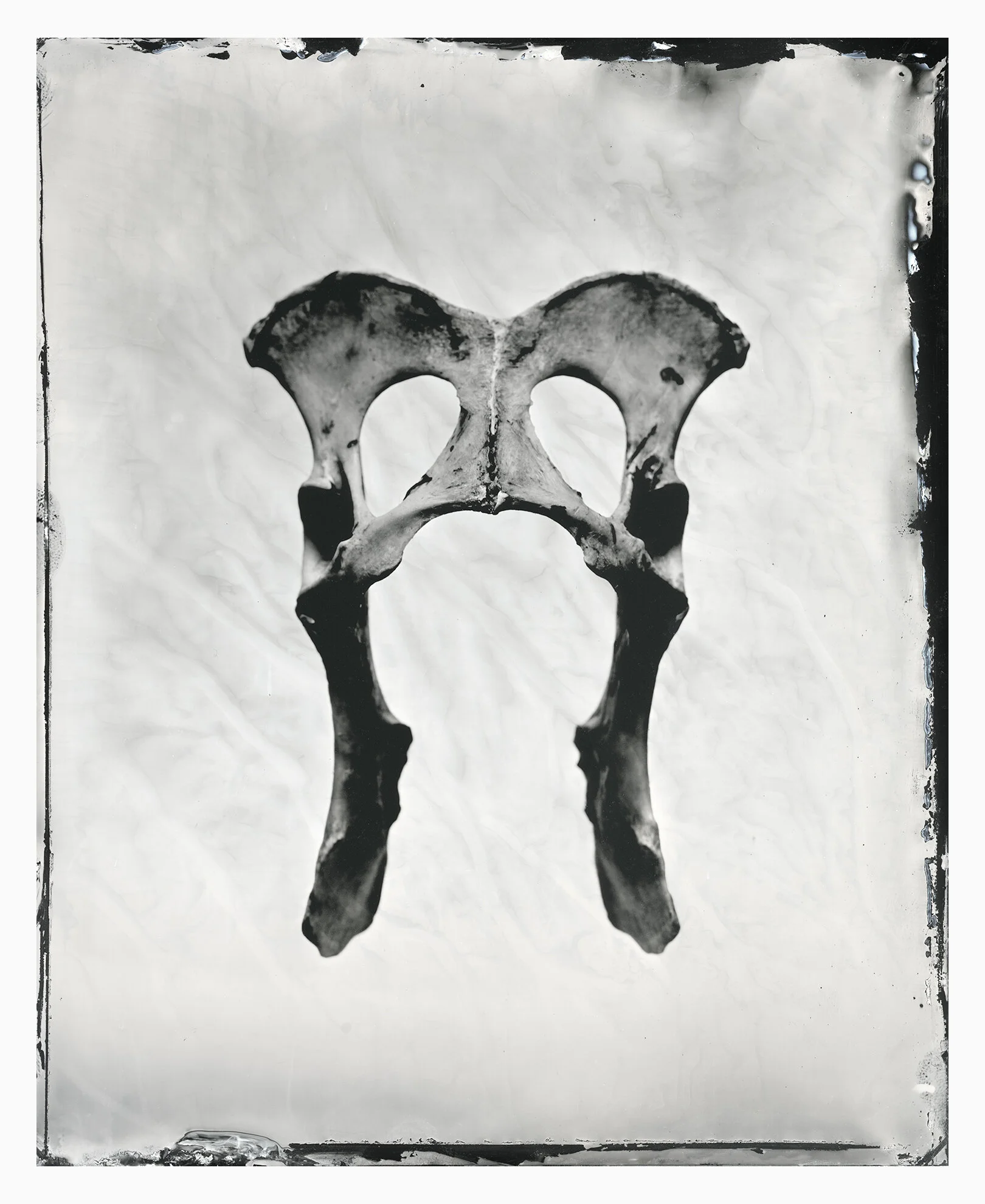fox_pelvis_web copy.jpg